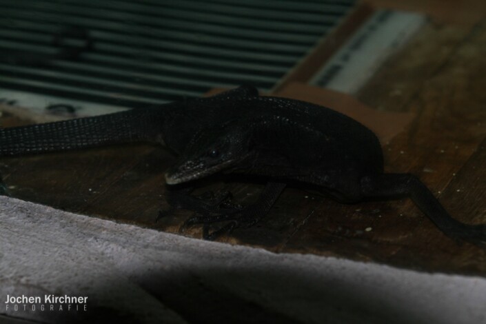 Schwarzer Baumwaran - Canon EOS 350D - China, Dalian, Lvshun Schlangen Museum, Reisen, Schwarzer Baumwaran