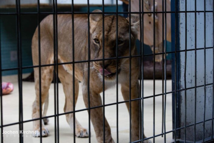 Löwe - Canon EOS 5D Mark III - Berlin, Tiere, Zoo